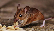 24 Hour & Emergency Exterminators in Burlington, IL